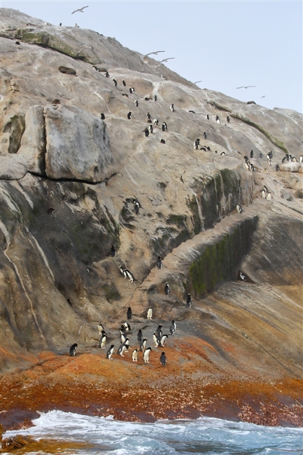 Bounties 0791 m Salvins Albatross or Salvins Mollymawk Thalassarche salvini - Erect Crested Penguin Eudyptes sclateri